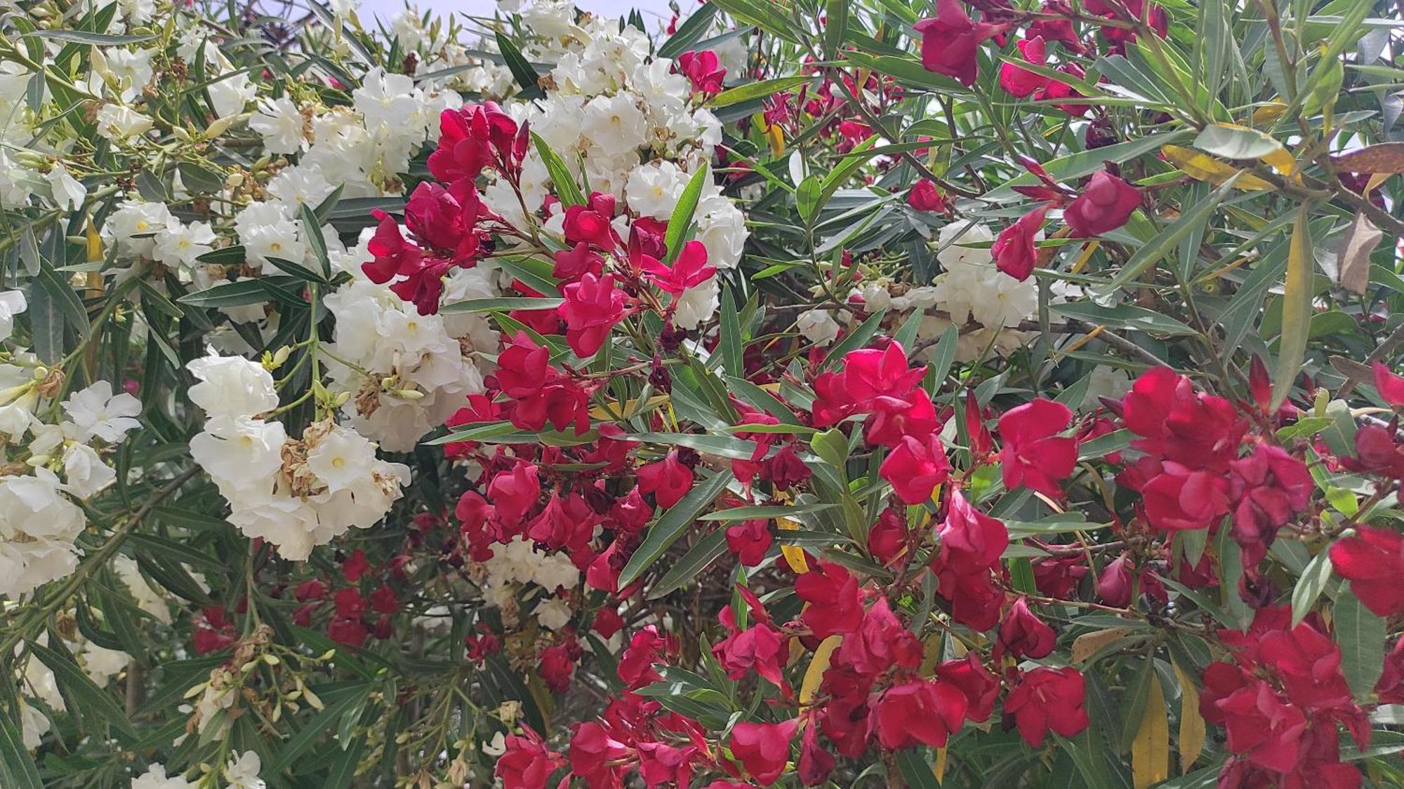 קסאמיל Four Seasons Apartments מראה חיצוני תמונה